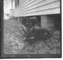 Filename=FLA--Phil_s_dog_in_Tampa_1949-50.jpg
Filesize=165KiB
Dimensions=443x425
Date added=Jul 13, 2015 FLA--Phil_s_dog_in_Tampa_1949-50.jpg