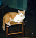 Filename=Tiger.jpg
Filesize=85KiB
Dimensions=529x559
Date added=Jun 13, 2014 Tiger.jpg