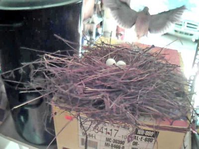 Dove Coming Home to Nest in Our Garage
