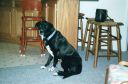 Filename=Pepper2.jpg
Filesize=402KiB
Dimensions=1715x1128
Date added=May 11, 2016 Pepper2.jpg