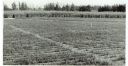 Filename=backyard_sugar_cane_field.jpg
Filesize=172KiB
Dimensions=1304x678
Date added=Oct 24, 2016 backyard_sugar_cane_field.jpg