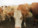 Friendly__Cows_on_Orkney_Islands.JPG