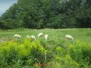 Filename=Nice_view_of_countryside.JPG
Filesize=739KiB
Dimensions=2048x1536
Date added=Sep 30, 2019 Nice_view_of_countryside.JPG