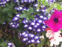 unidentified_flower_in_hanging_basket2C_Howeth.jpg